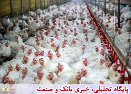 تورم تولیدکننده مرغداری‌های صنعتی 19 درصد کاهش یافت