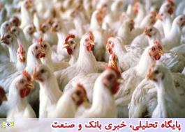 قیمت مرغ تا نیمه شهریور تغییر نمی‌کند / هر کیلو مرغ 14 هزار و 500 تومان