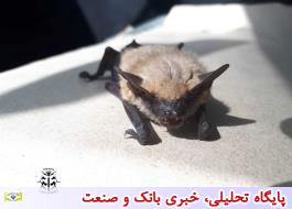 مشاهده خفاش زرد برای نخستین بار در استان یزد