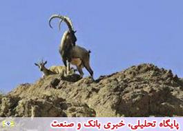 ورود به مناطق حفاظت شده استان همدان تا پایان خرداد ممنوع شد
