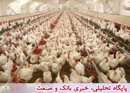 تشکیل پرونده تخلف 57 میلیارد ریالی برای 3 واحد پرورش مرغ زنده در گلستان