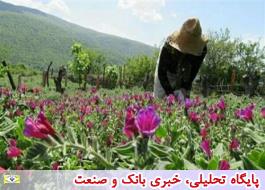 امسال 500 میلیون دلار گیاهان دارویی از ایران صادر شد