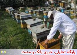 نداشتن بازار؛ درد صنعت زنبورداری