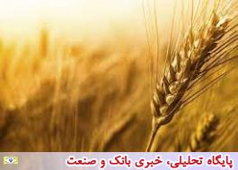 تولید قطعی 11.5 میلیون تن گندم در کشور