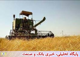 میزان خرید گندم در کشور 30 درصد افزایش یافت