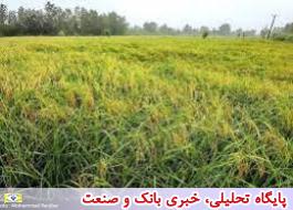 افزایش 20 درصدی تولید برنج و عبور خرید گندم از 5.5 میلیون تن