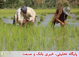 افزایش 20 درصدی تولید برنج امسال در کشور