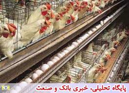 قیمت مرغ به زیر نرخ مصوب رسید/ تخم مرغ دست تولیدکنندگان مانده است