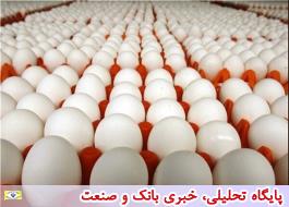 صادرات تخم مرغ متوقف شد/افت شدید قیمت در مرغداری