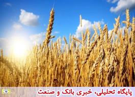 خرید گندم 58 درصد افزایش یافت/ مطالبات کشاورزان تسویه نشد
