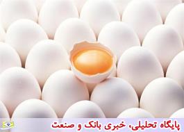 نرخ پیشنهادی هر کیلو تخم مرغ 48 هزارتومان است