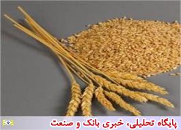 درخواست وزارت جهاد کشاورزی برای افزایش 3 برابری یارانه بذر گندم