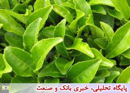 وزارت جهاد کشاورزی علت صدور مجوز واردات 109 هزار تن چای را توضیح دهد