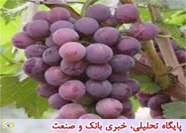ایران در جایگاه یازدهم تولید جهانی انگور| شیلی؛ بزرگترین صادر کننده